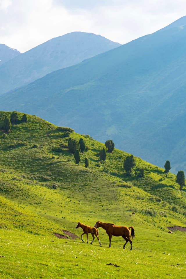 Chunkurchak kyrgyzstan